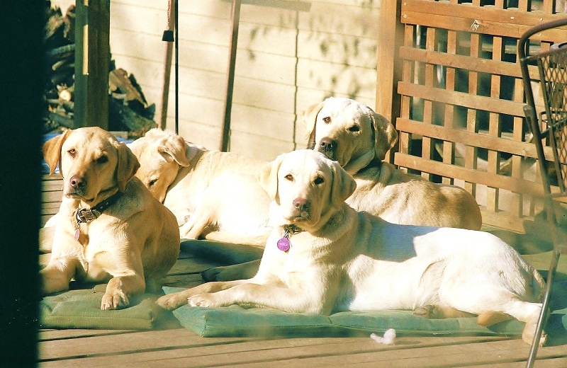 dogs dogs
